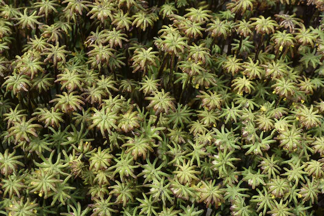 Marchantia polymorpha